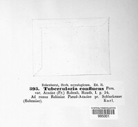Tubercularia confluens image